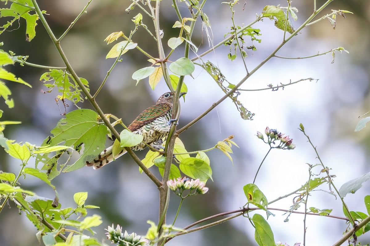 African Emerald Cuckoo (African) - ML618238912