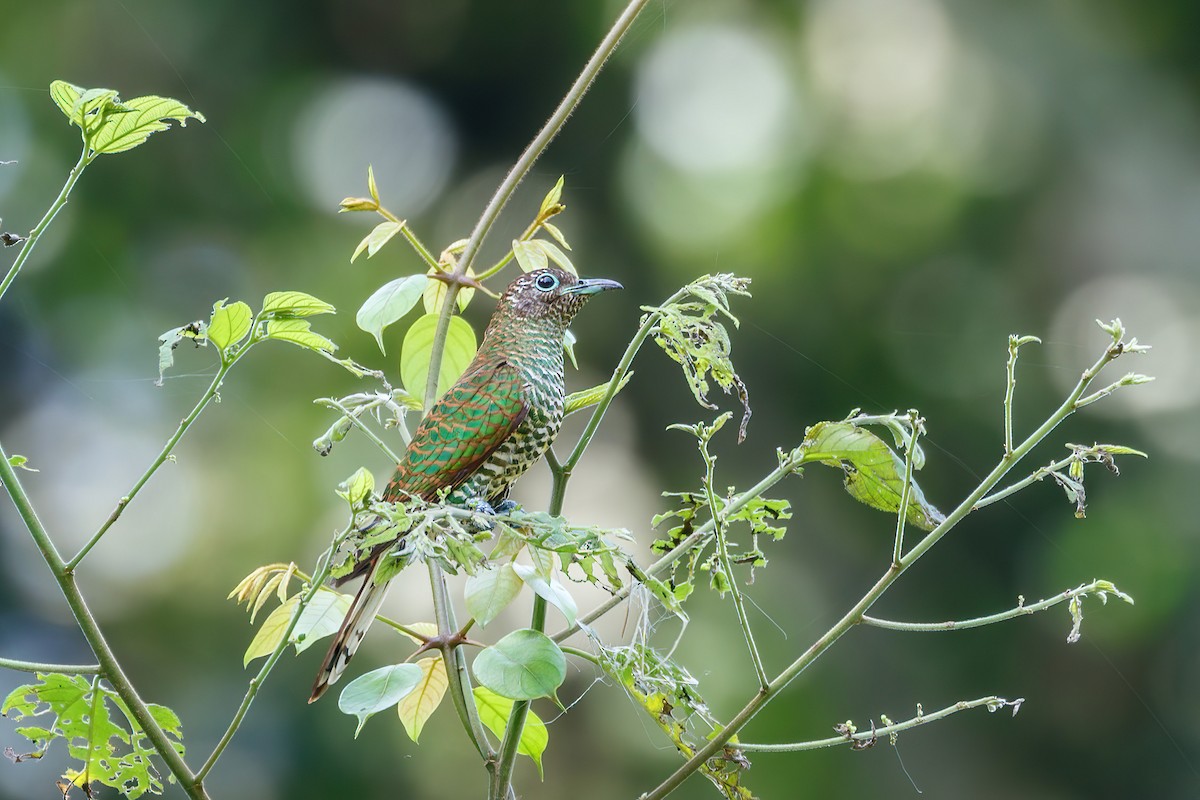African Emerald Cuckoo (African) - Jeanne Verhulst