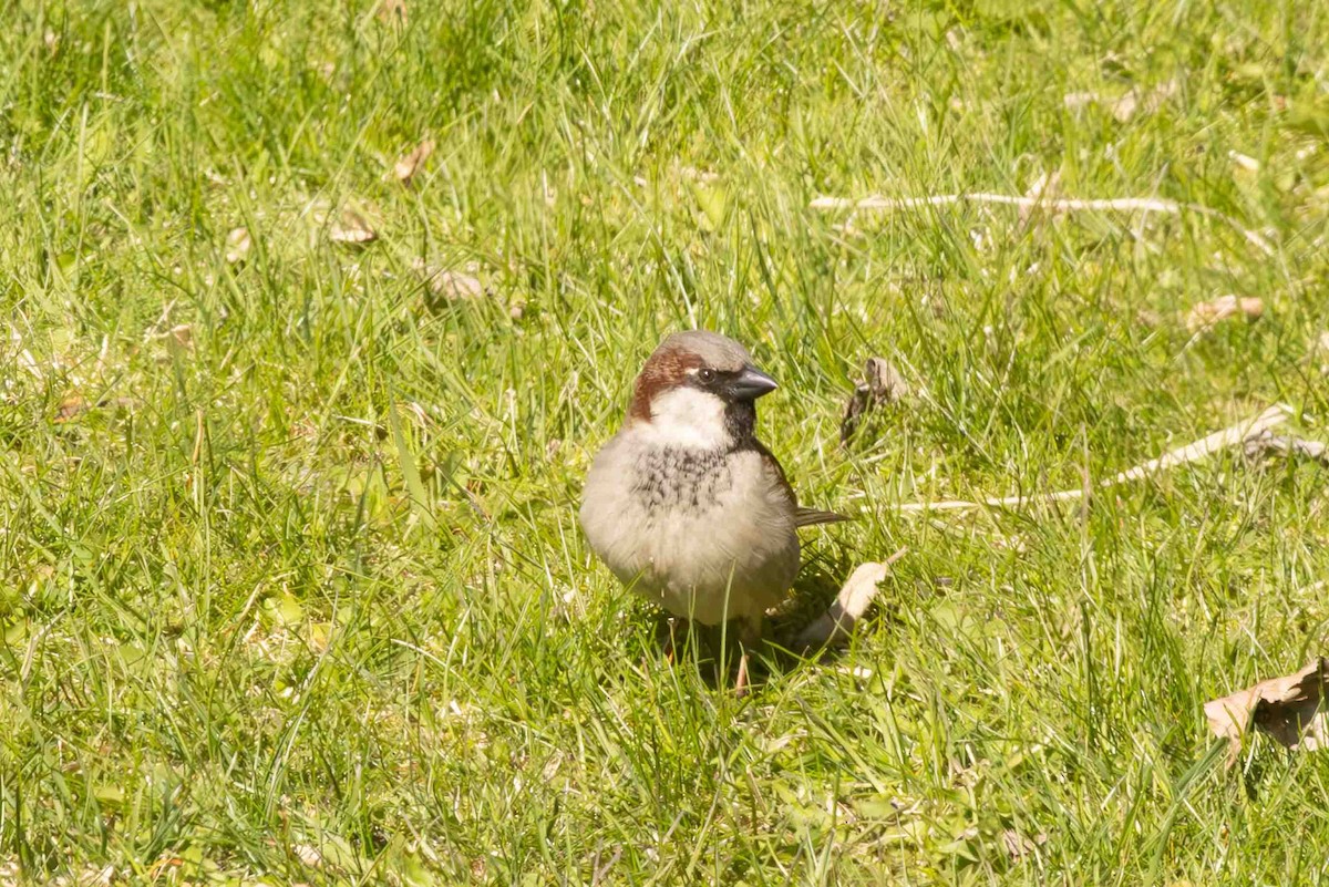 House Sparrow - ML618238921