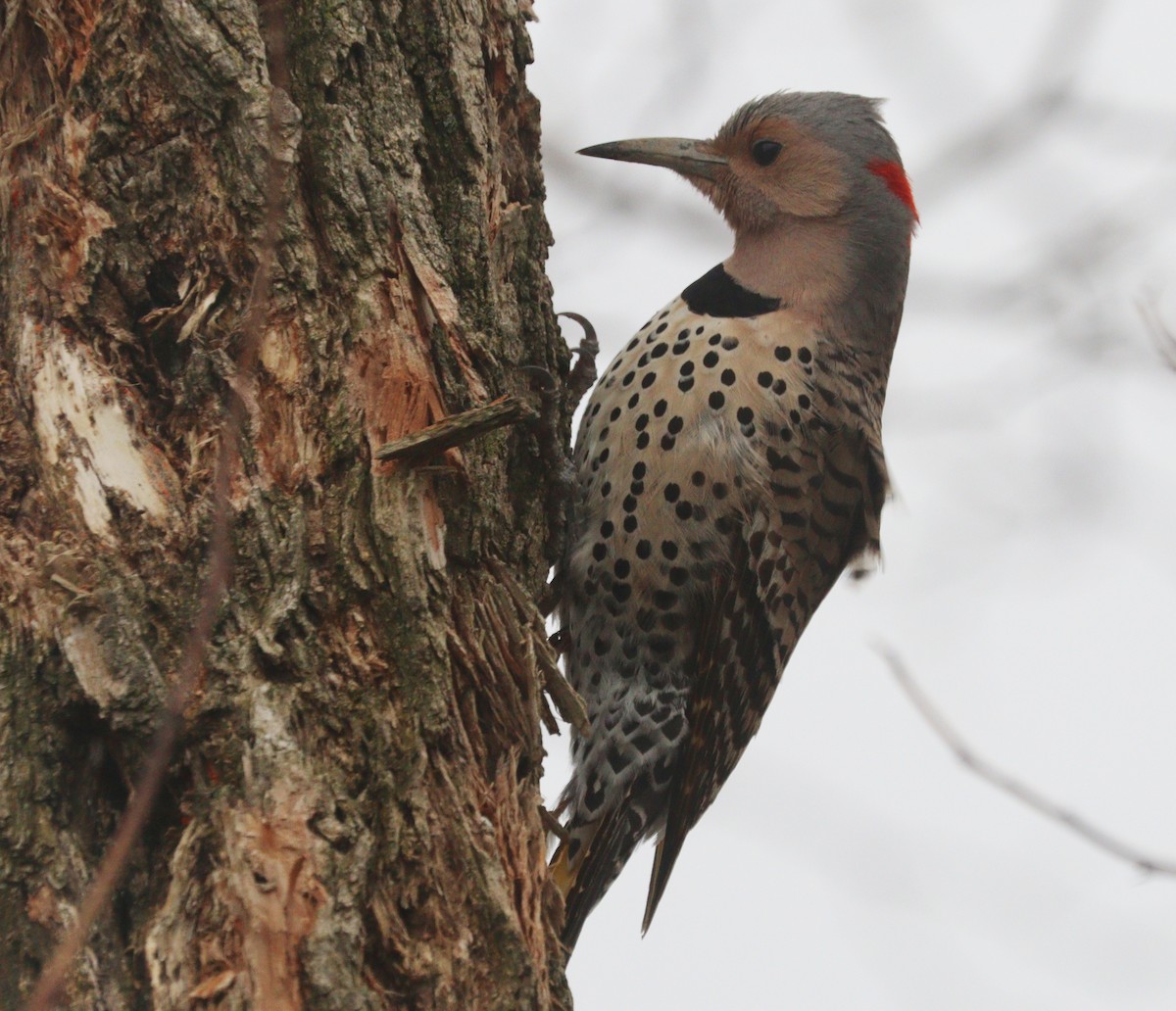 Northern Flicker - Hélène Crête