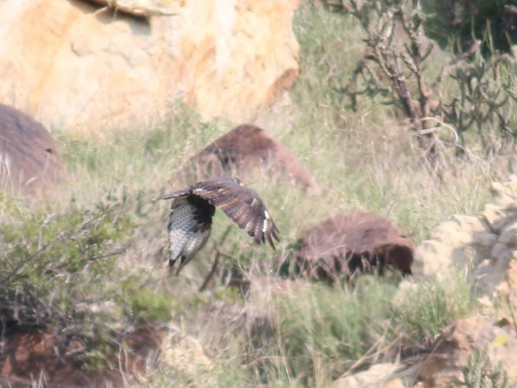 Rußbussard - ML618238930