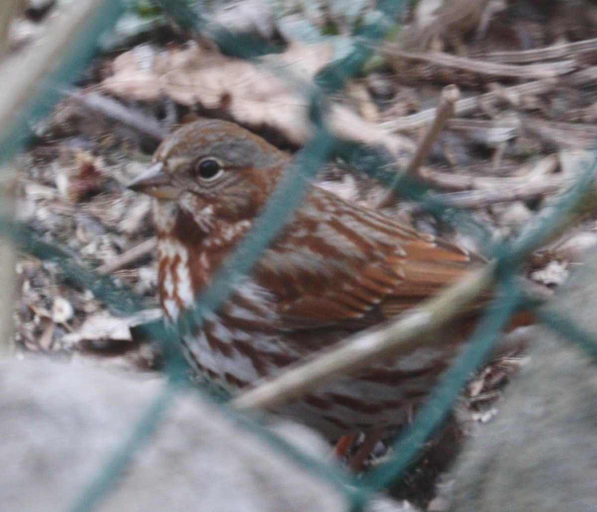 Fox Sparrow - Hélène Crête