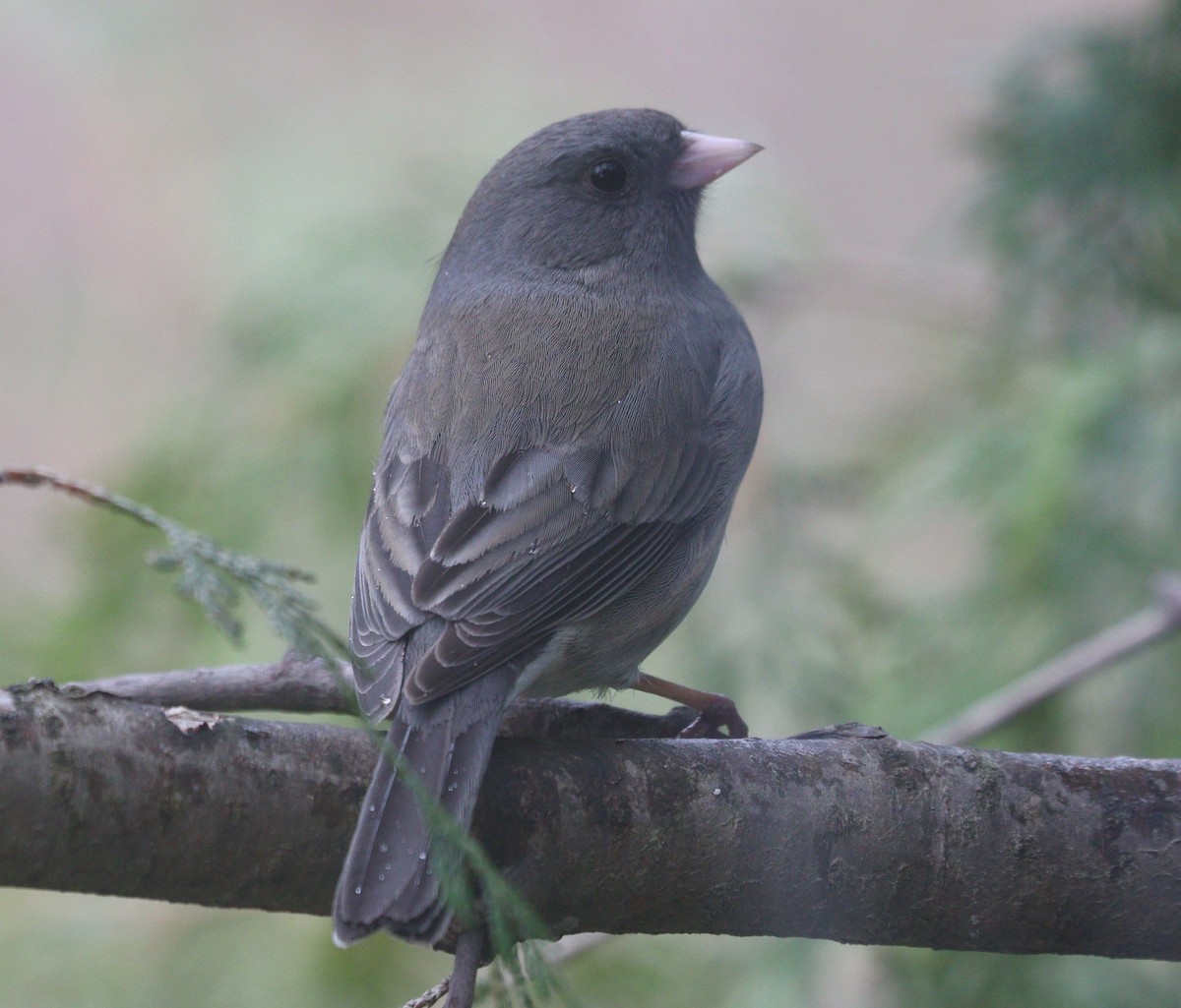 Dark-eyed Junco - Hélène Crête