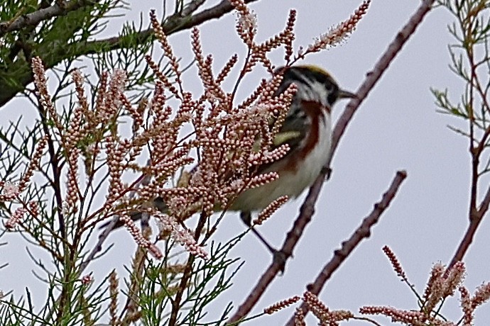 Chestnut-sided Warbler - Dean Silvers