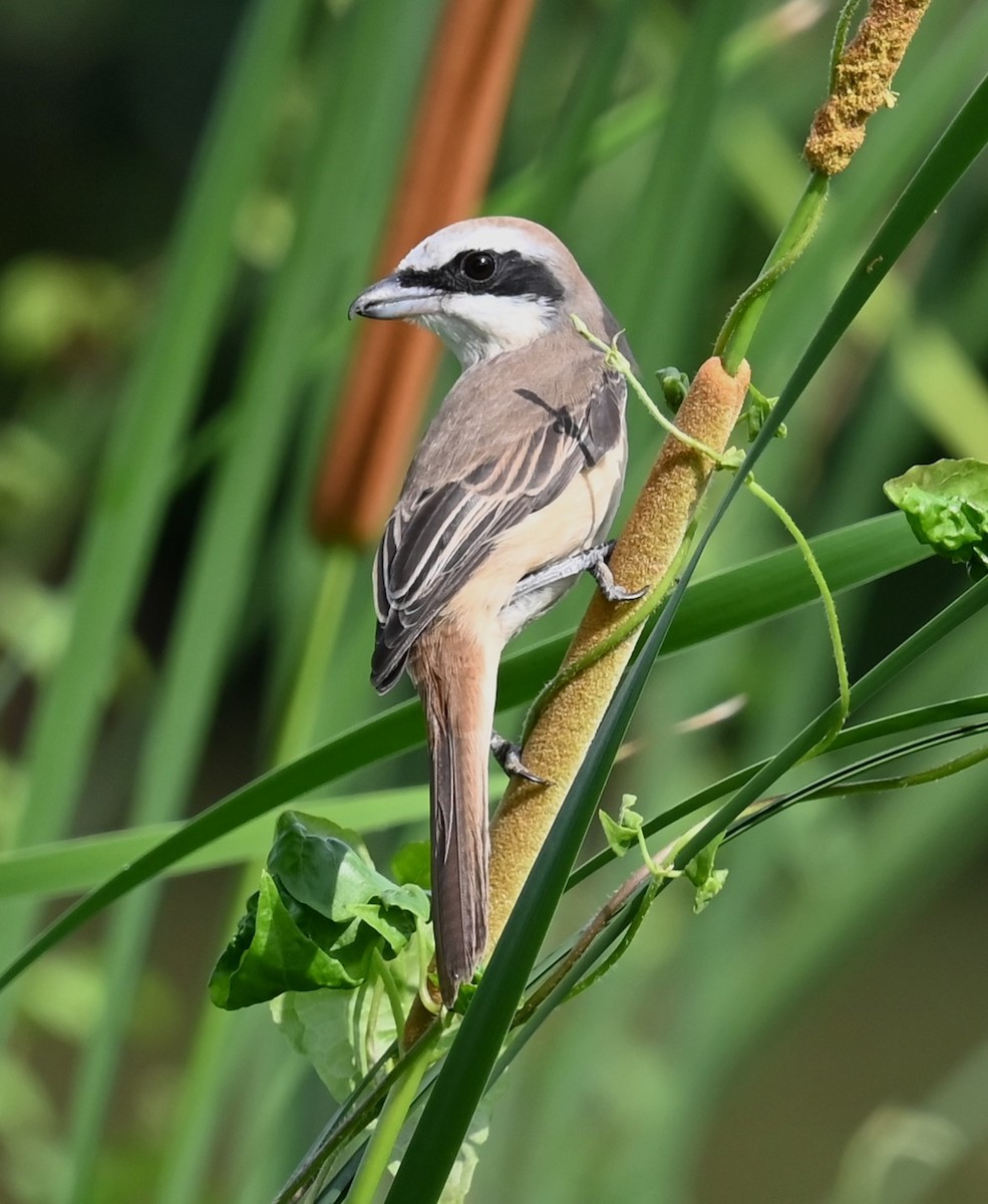 Brown Shrike - Jade Neo