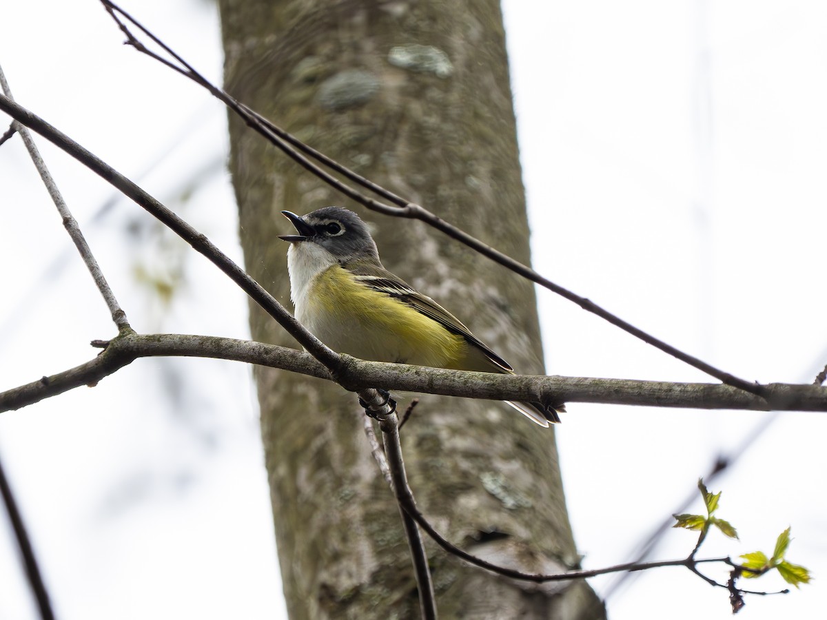 Blue-headed Vireo - ML618239023