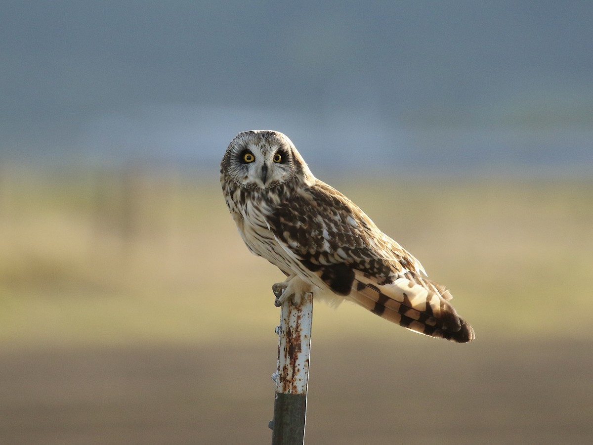 Short-eared Owl - ML618239025