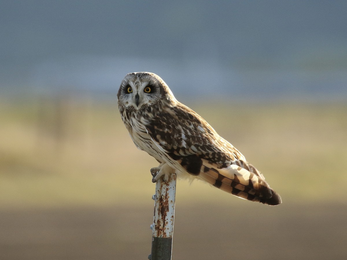 Short-eared Owl - ML618239026