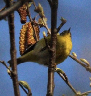 Nashville Warbler - Edward M