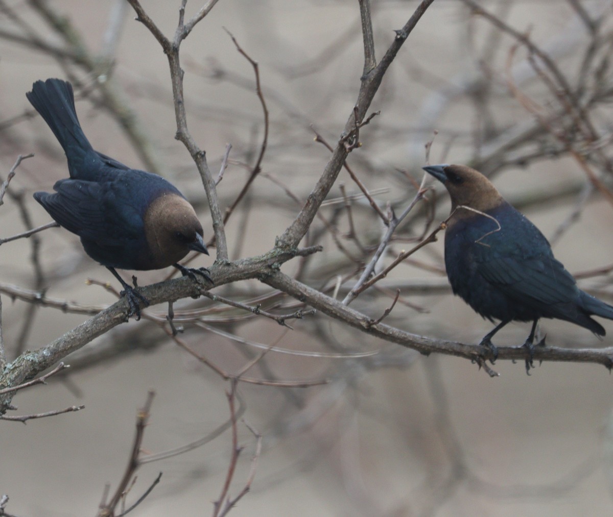 Brown-headed Cowbird - Hélène Crête