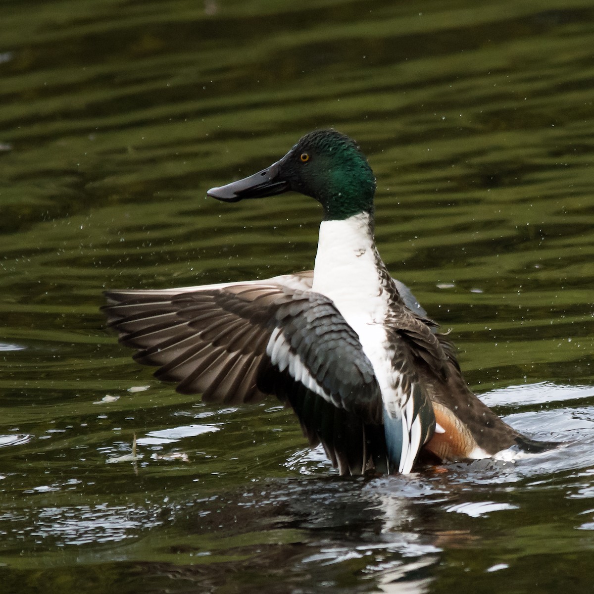 Northern Shoveler - Nick Balachanoff