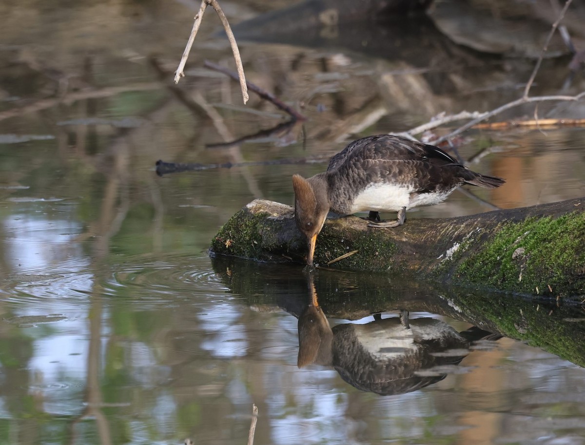 Hooded Merganser - ML618239089