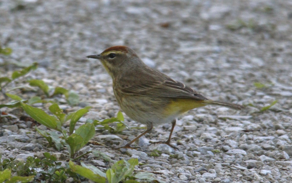 Palm Warbler - Becky Lutz