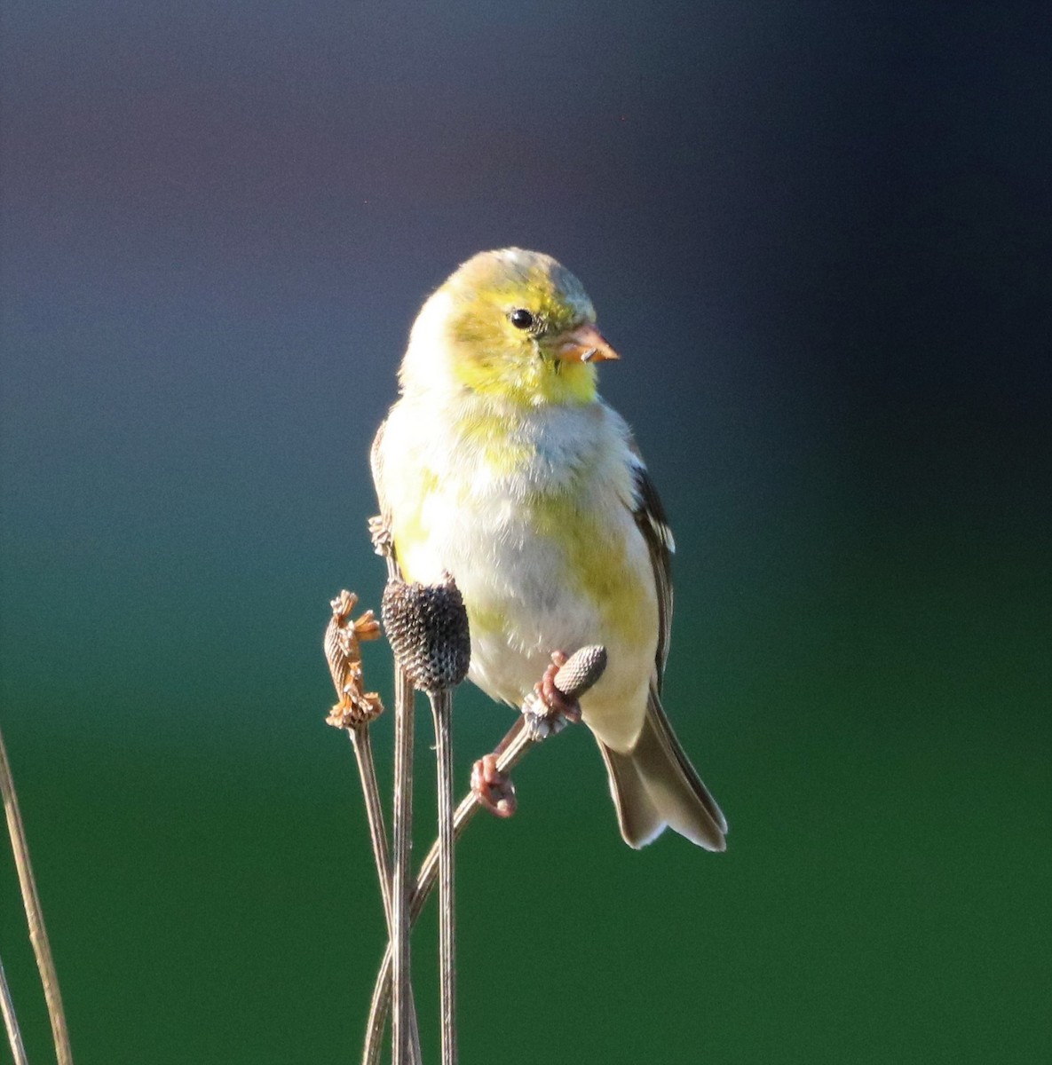 American Goldfinch - Amy Arkeveld