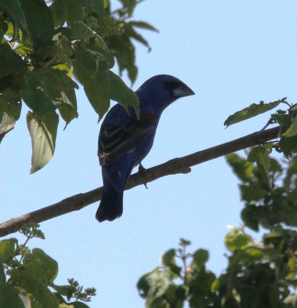 Blue Grosbeak - Becky Lutz