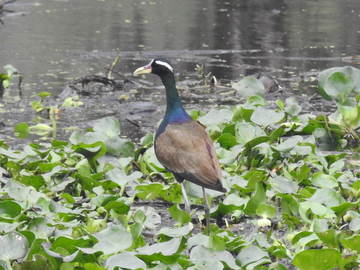 Bronze-winged Jacana - Anonymous