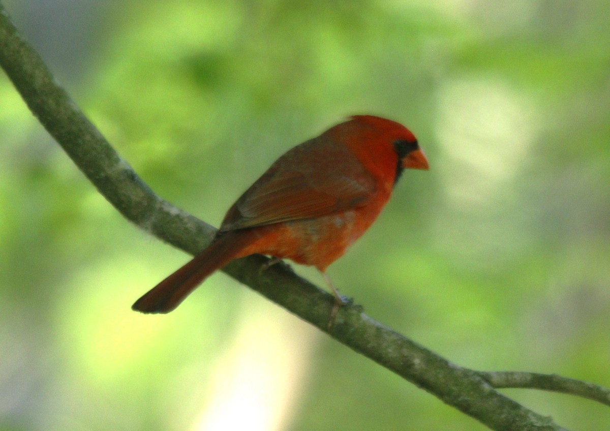 Northern Cardinal - Becky Lutz