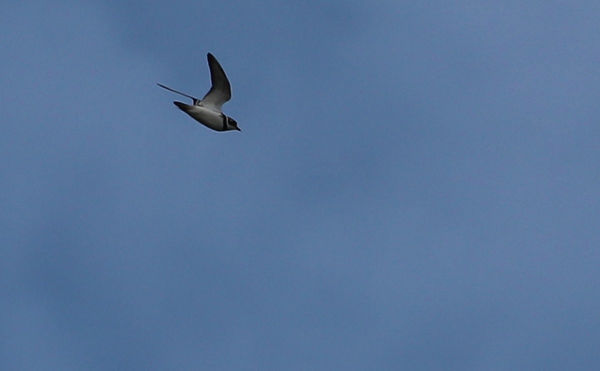 Semipalmated Plover - ML618239144