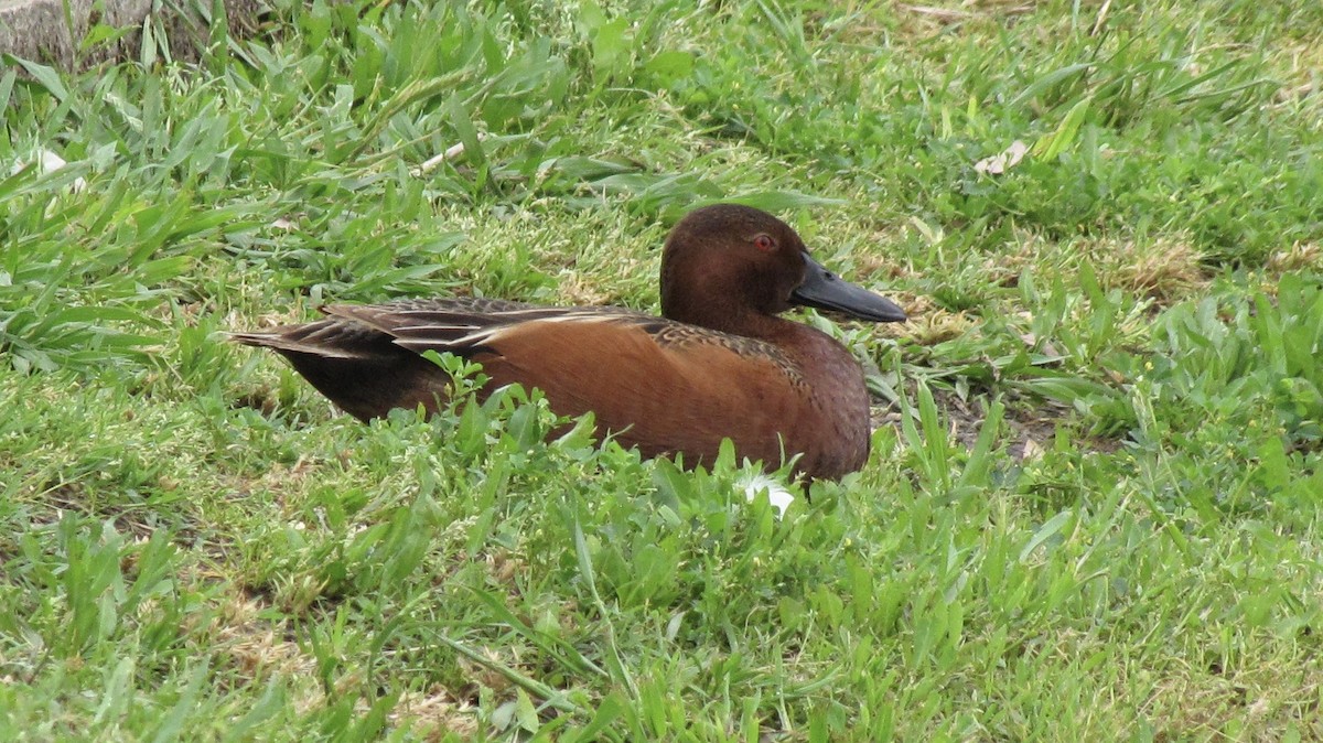 Cinnamon Teal - Sheila Sawyer