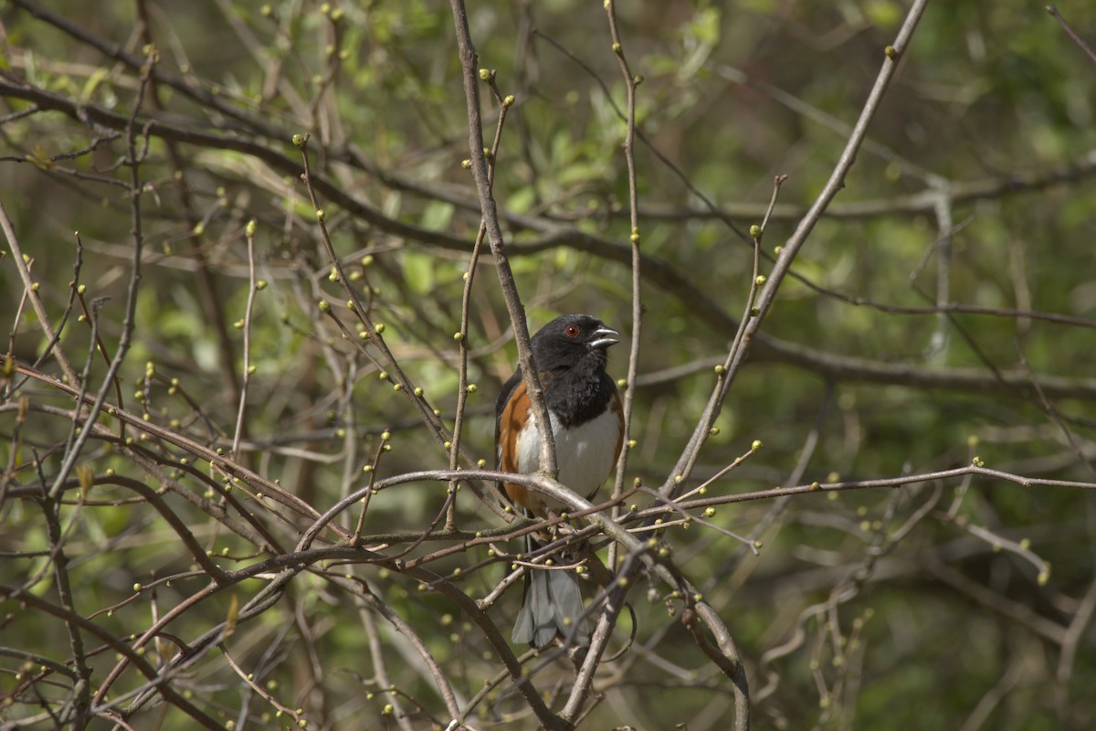 Eastern Towhee - ML618239149