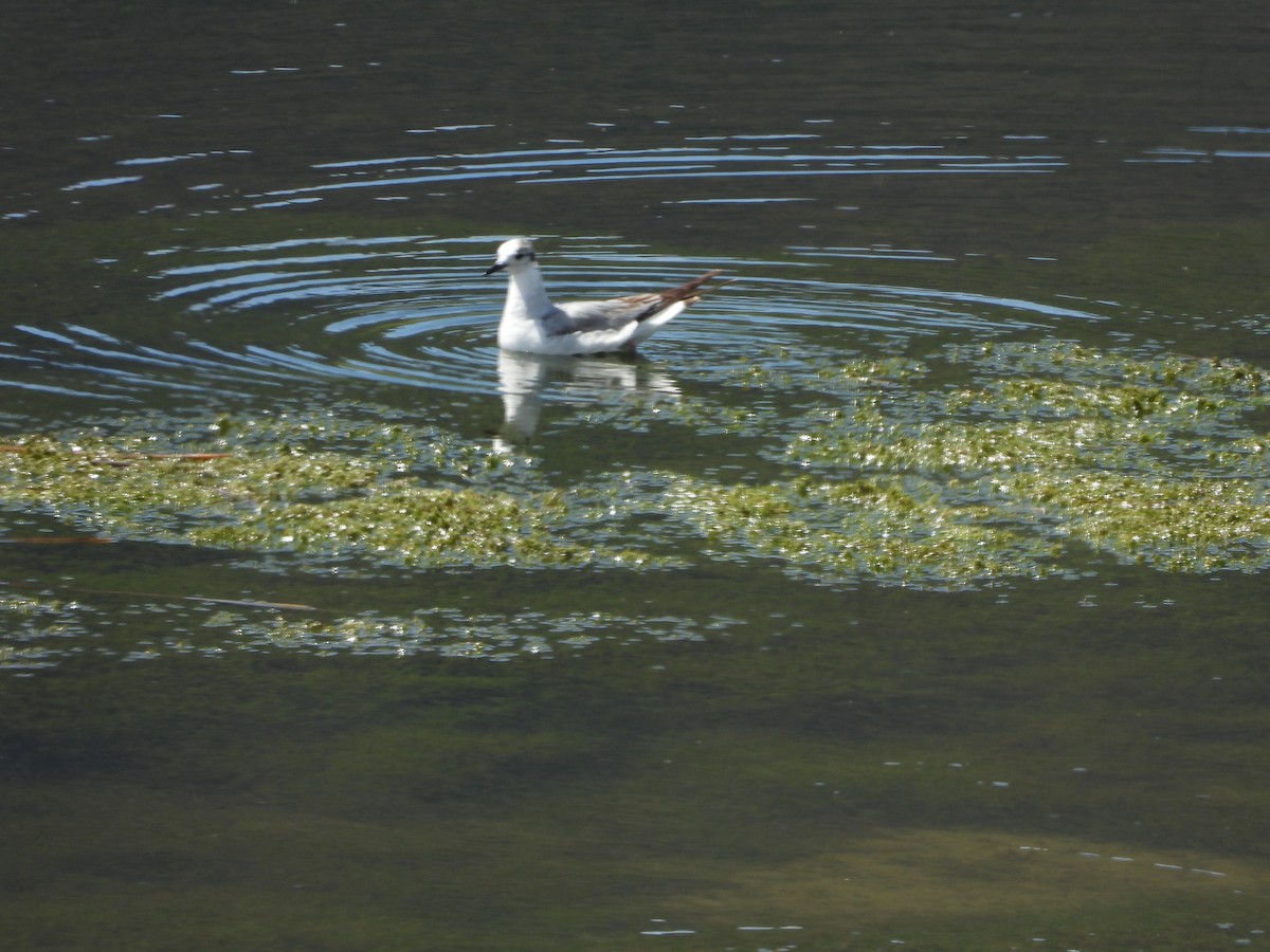 Bonaparte's Gull - ML618239151