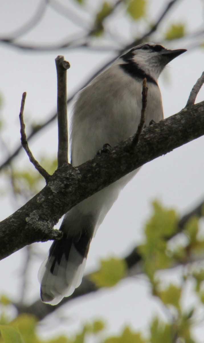 Blue Jay - Samuel Harris