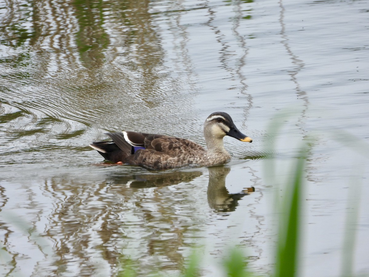 Eastern Spot-billed Duck - Elizabeth Irwin