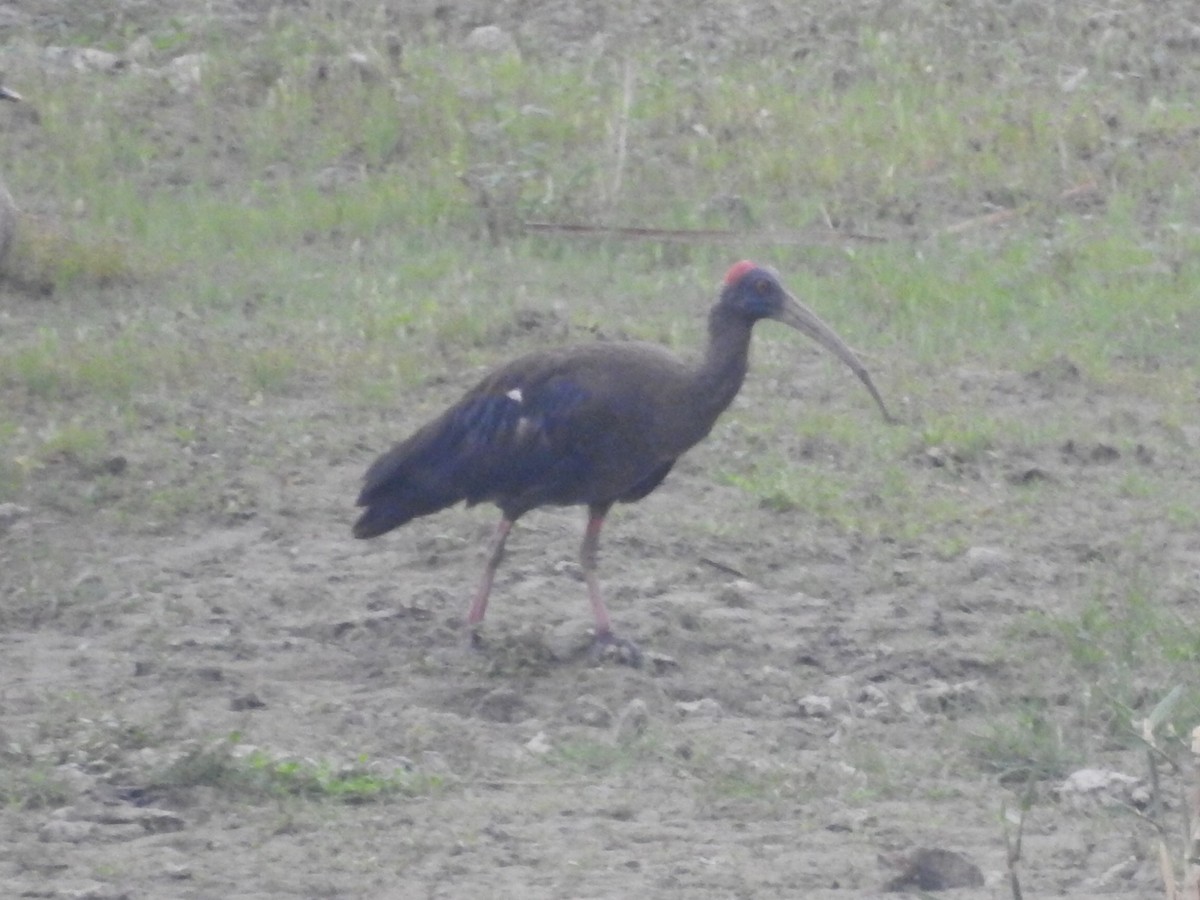 ibis bradavičnatý - ML618239183