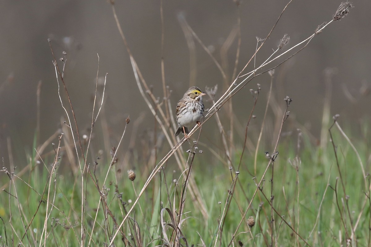 Savannah Sparrow - Kyle Gage