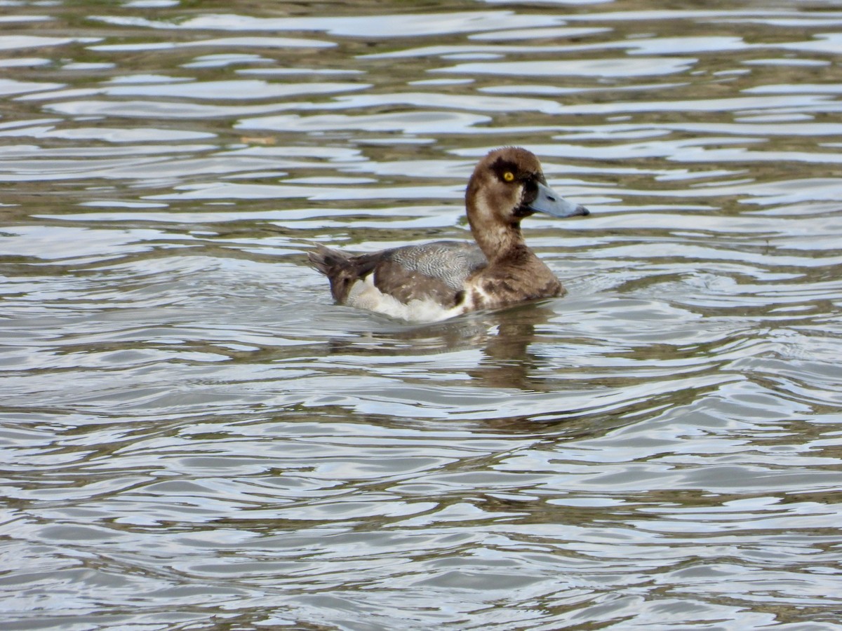 Greater Scaup - ML618239220