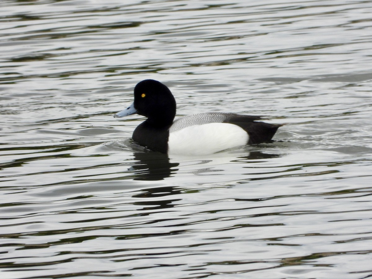 Greater Scaup - ML618239221