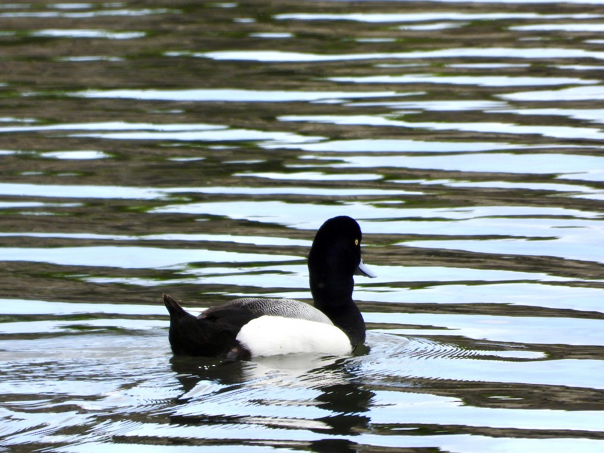 Greater Scaup - ML618239222
