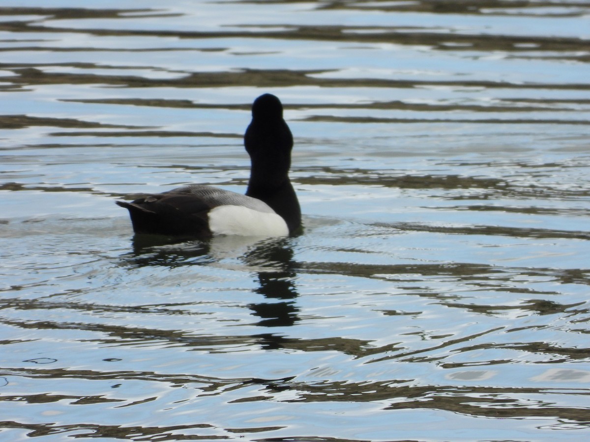 Greater Scaup - ML618239223