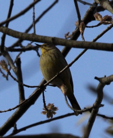 Palm Warbler - Edward M