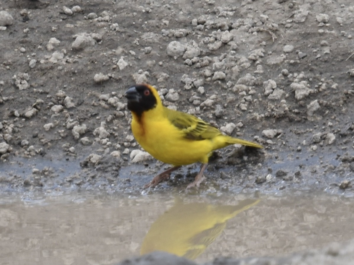 Vitelline Masked-Weaver - ML618239239