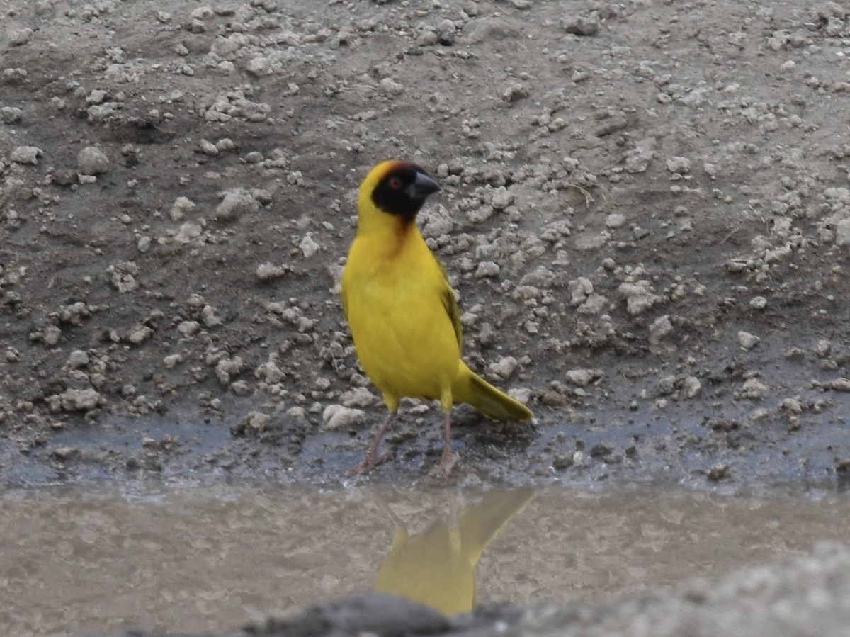 Vitelline Masked-Weaver - Shirley Bobier