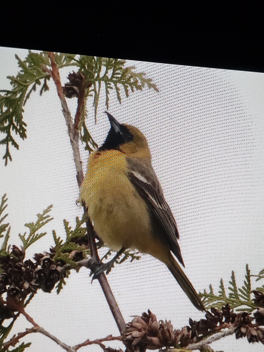 Orchard Oriole - ML618239297