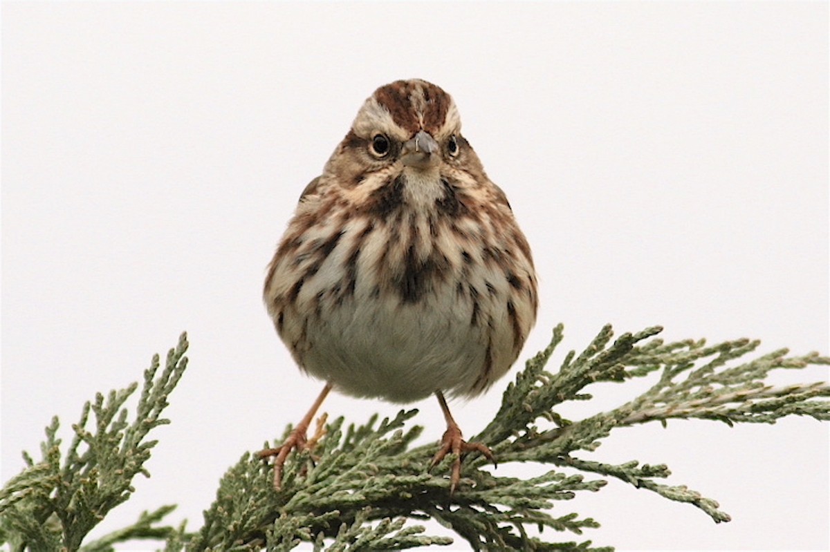 Song Sparrow (melodia/atlantica) - Michael O'Brien