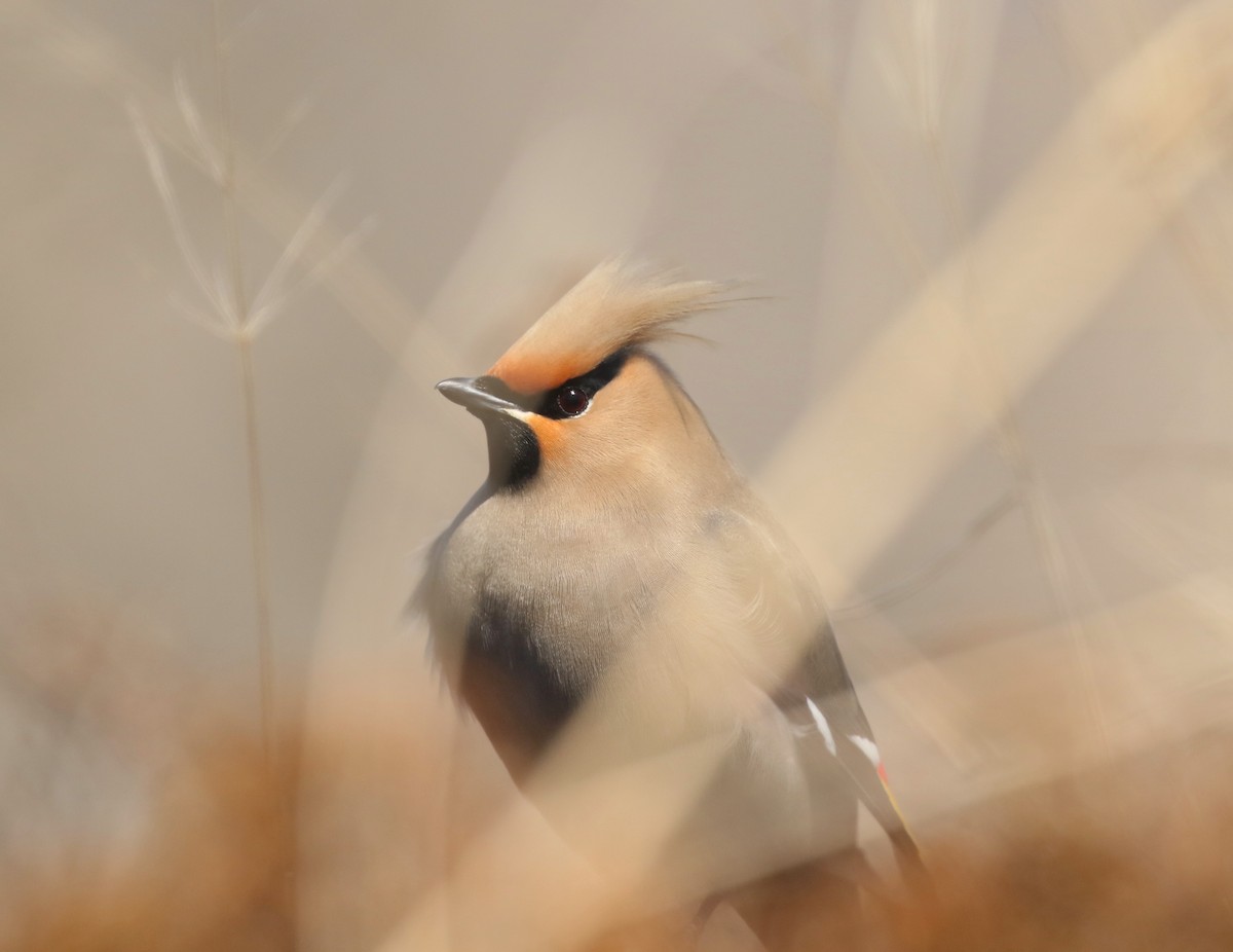 Bohemian Waxwing - Denise  McIsaac