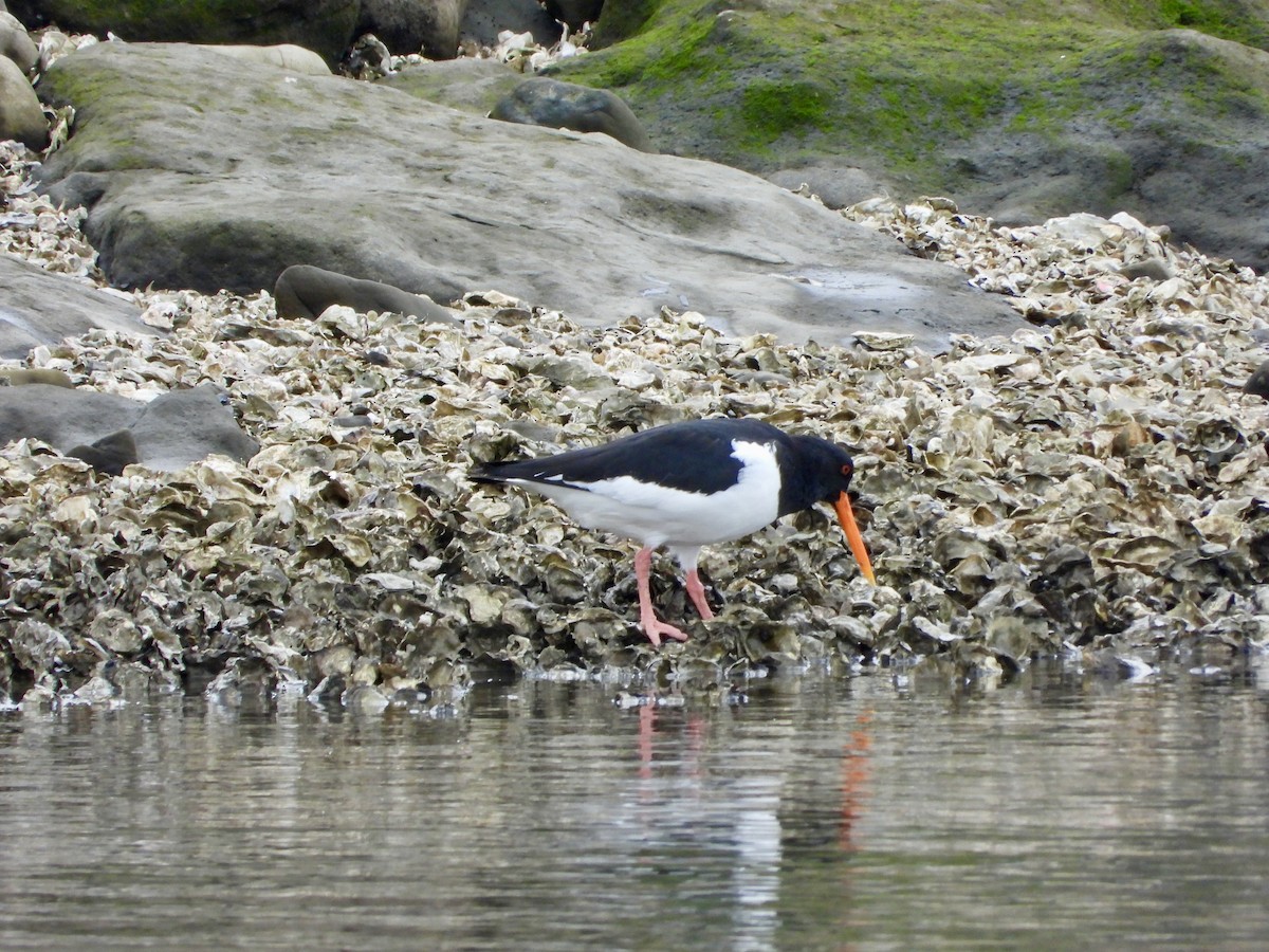 Eurasian Oystercatcher - ML618239330