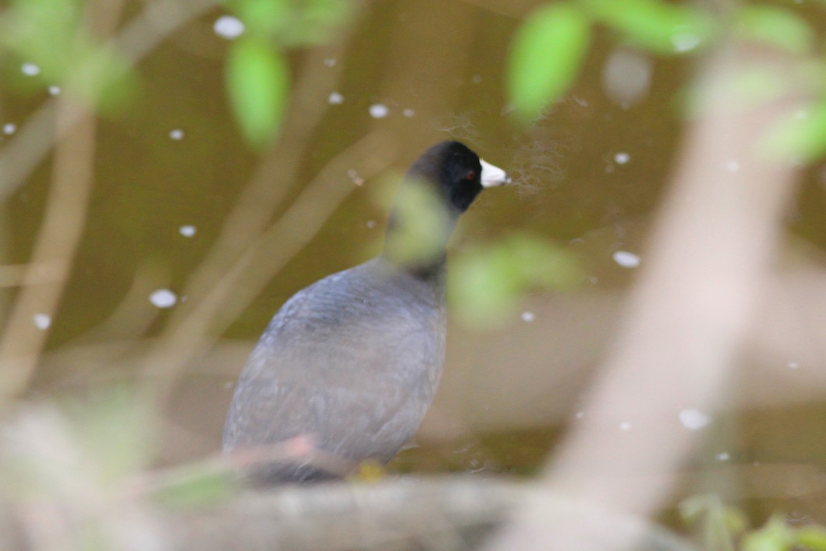 American Coot - Anthony  Popiel