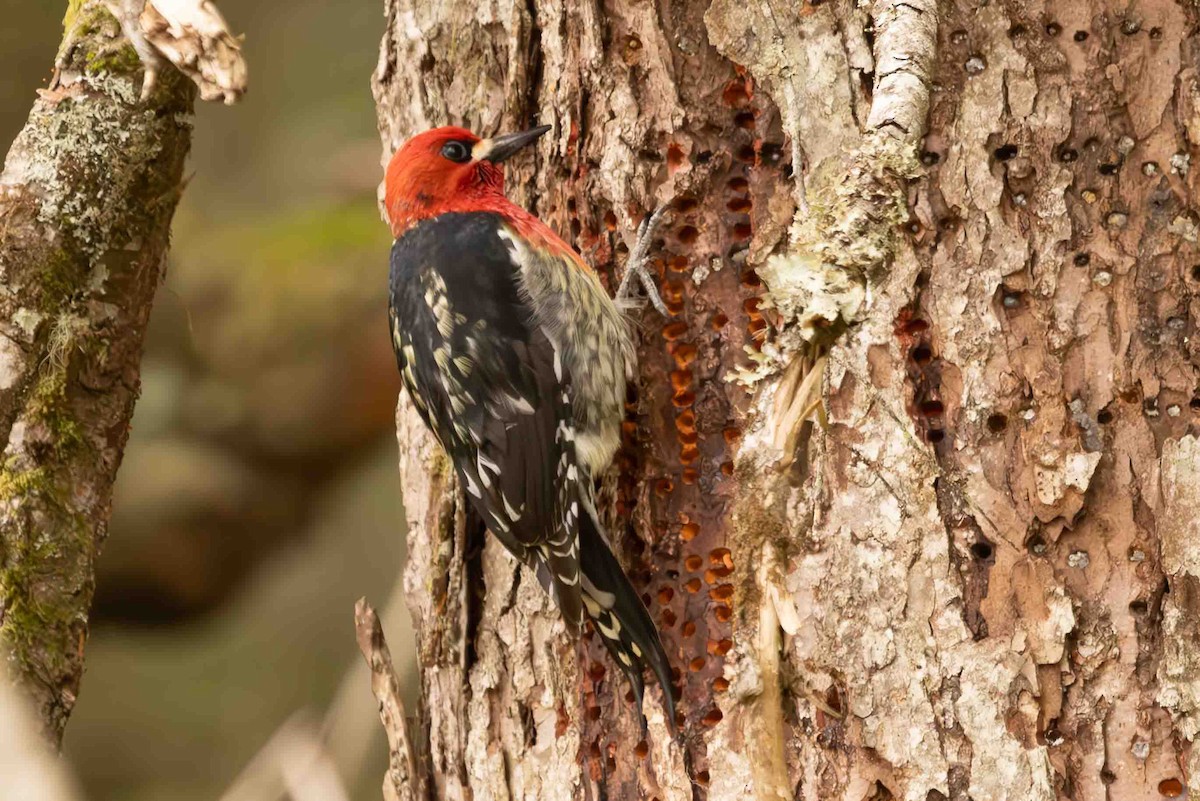 Red-breasted Sapsucker - ML618239339