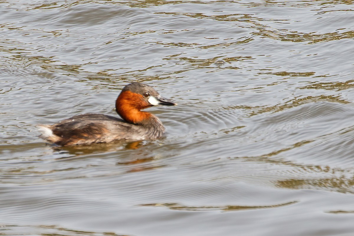 Little Grebe (Little) - Jeanne Verhulst