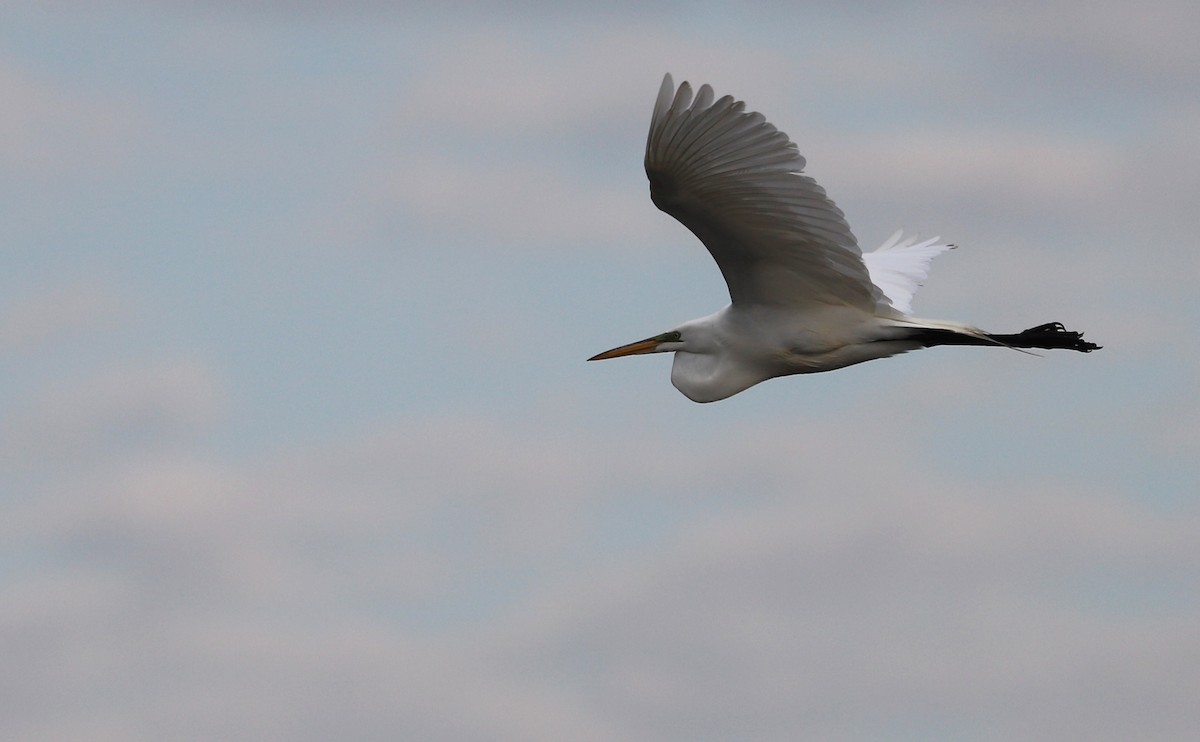 Great Egret - Rob Bielawski