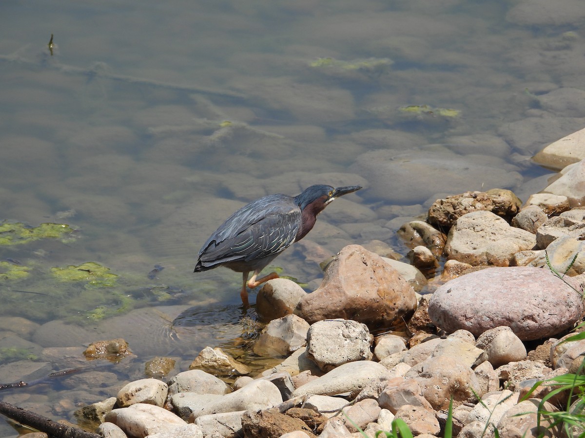 Green Heron - Vidhya Sundar