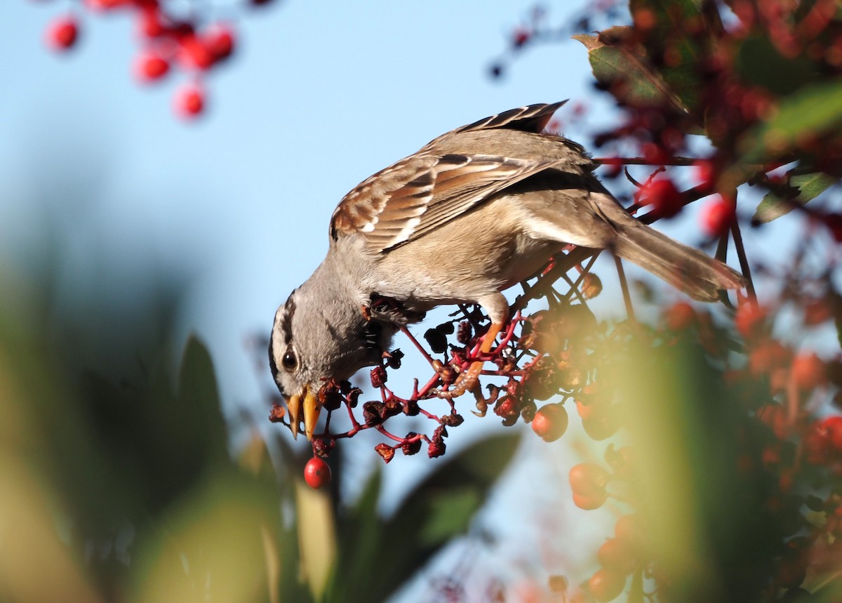 White-crowned Sparrow - ML618239408