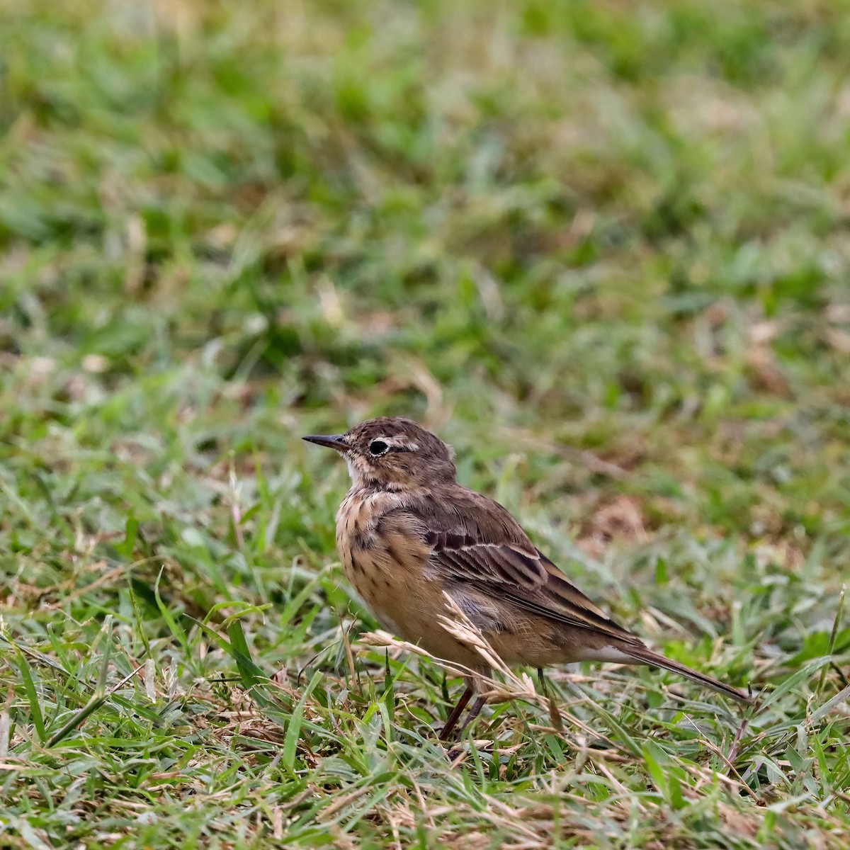 American Pipit - Sylvie Nadeau Gneckow