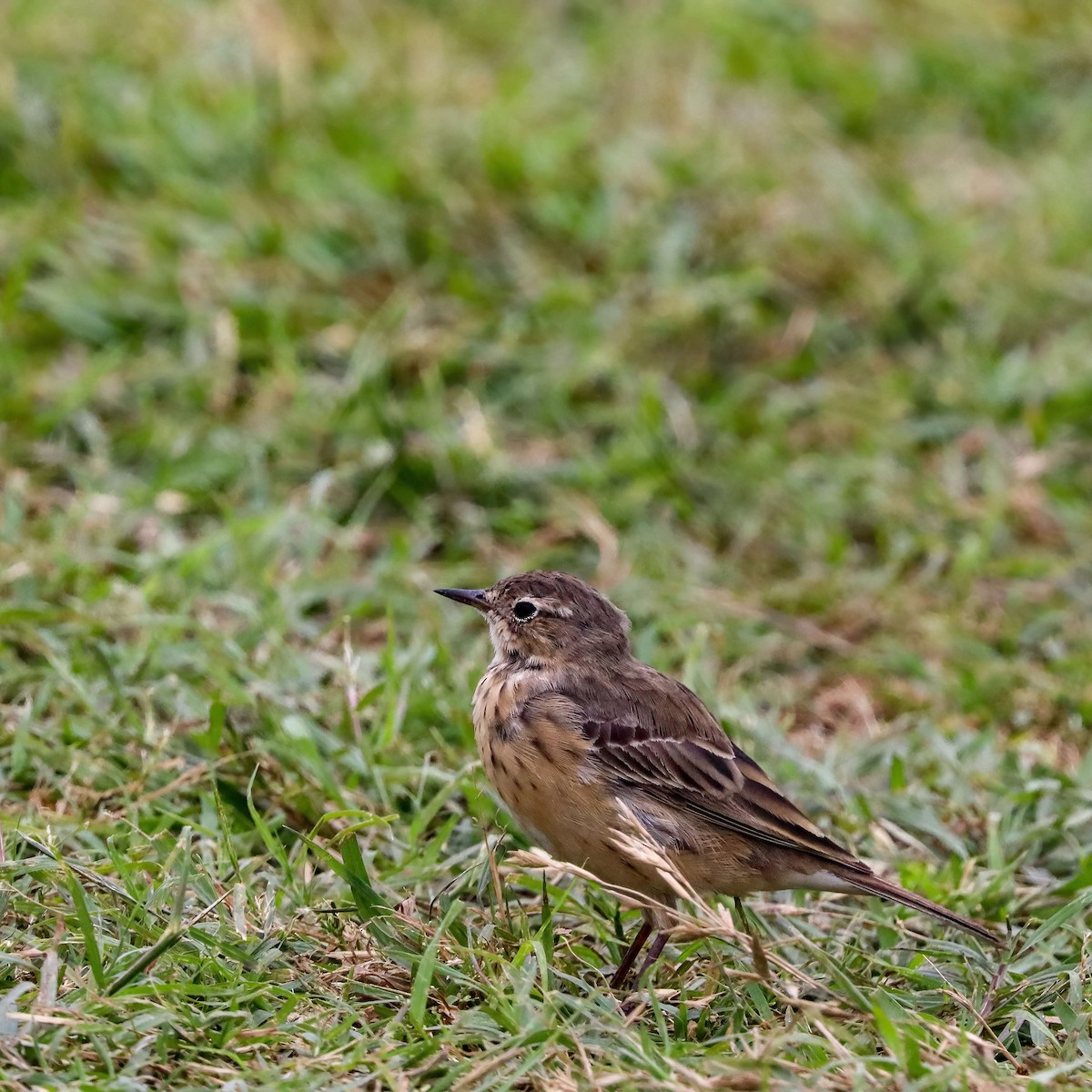 American Pipit - Sylvie Nadeau Gneckow