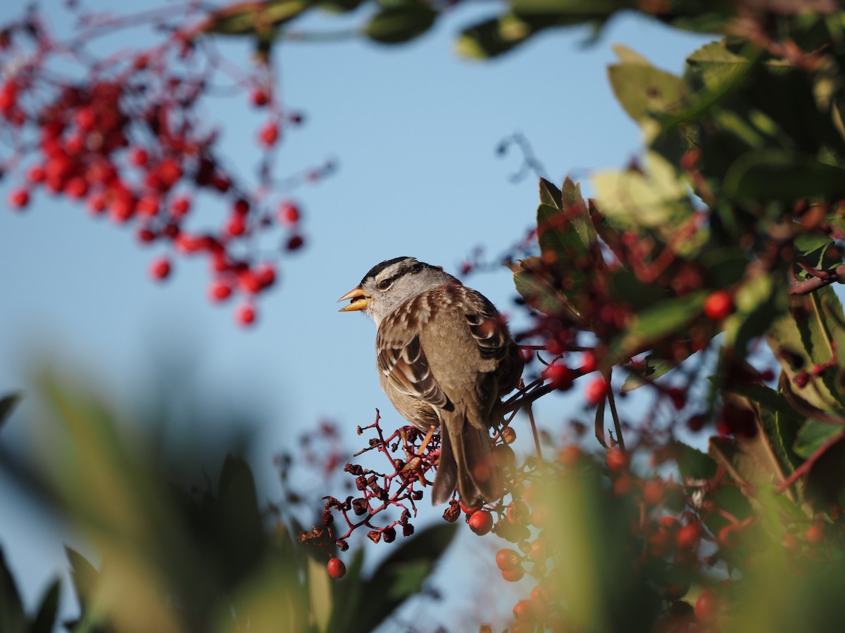 White-crowned Sparrow - ML618239420