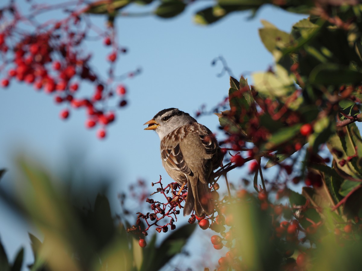 White-crowned Sparrow - ML618239421